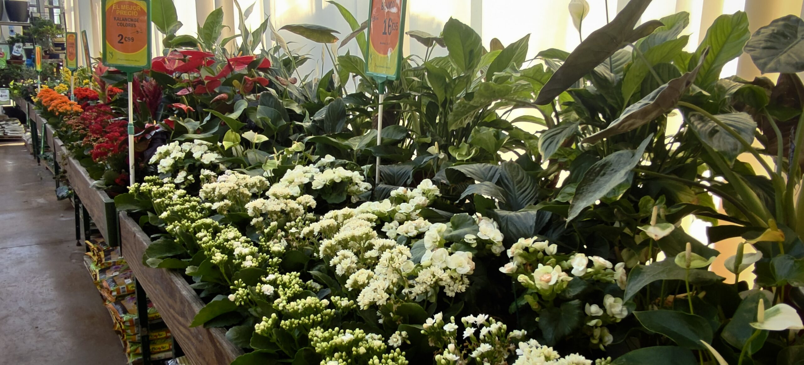 plantas de interior seguras con mascotas