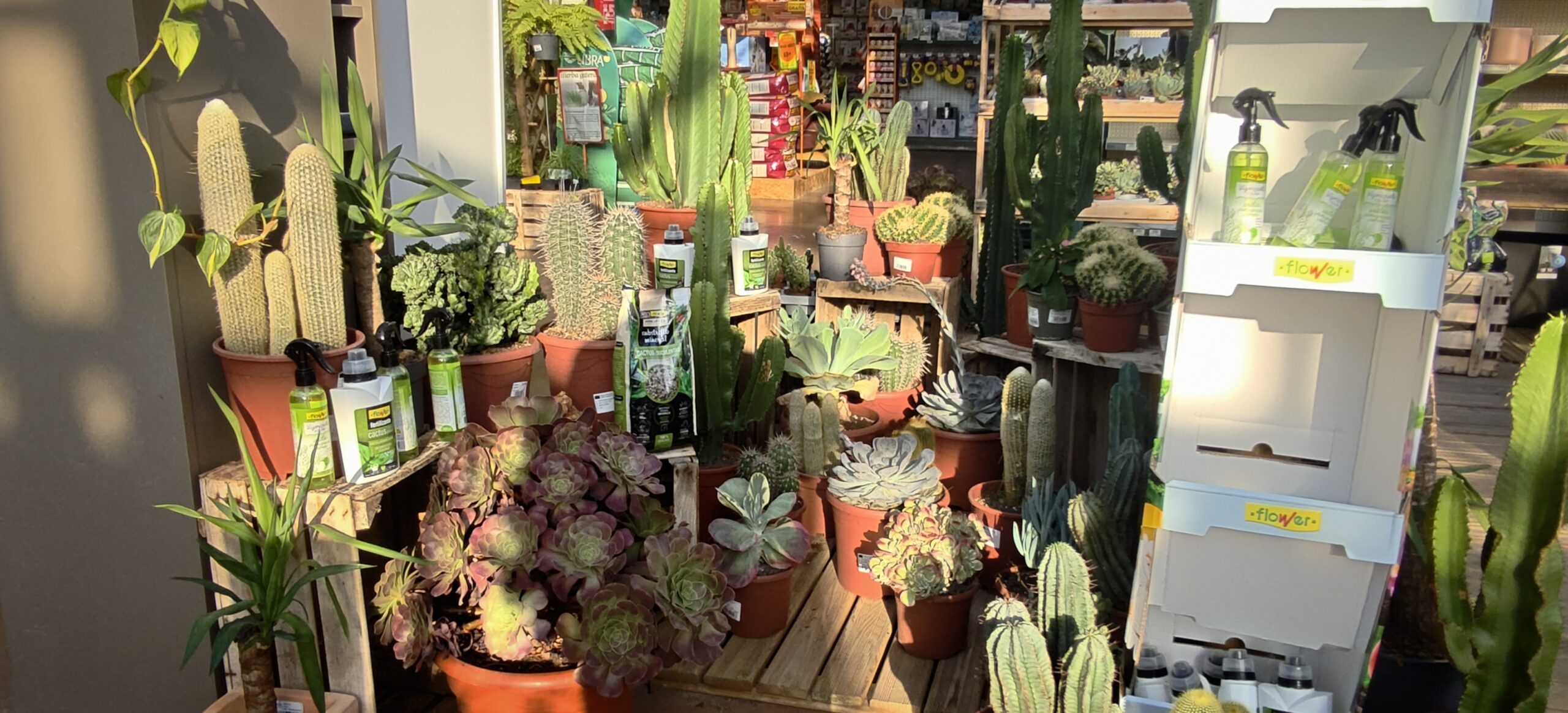 maceteros y plantas de interior para decorar en otoño