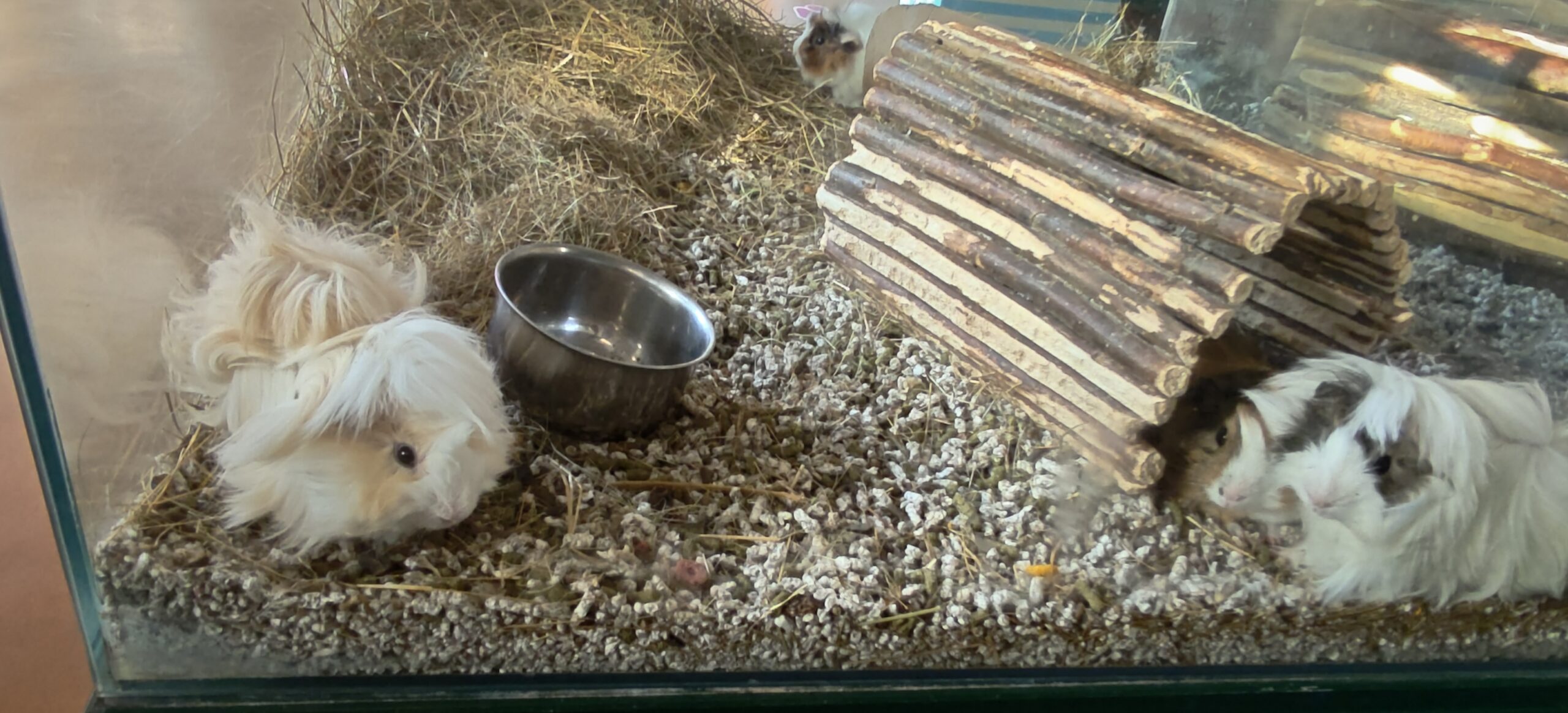 sección de mascotas de ViveVerde Aranjuez