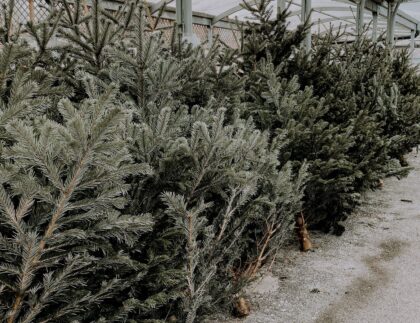 Abetos naturales para Navidad en fila bajo un invernadero