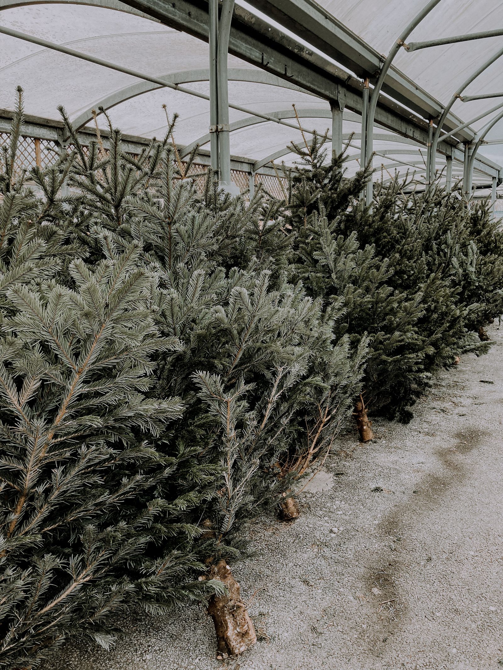 Abetos naturales para Navidad en fila bajo un invernadero