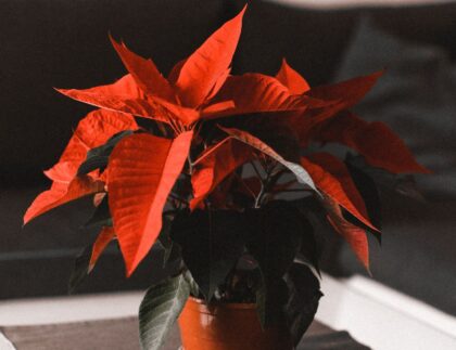 Flor de Pascua roja en maceta sobre una mesa