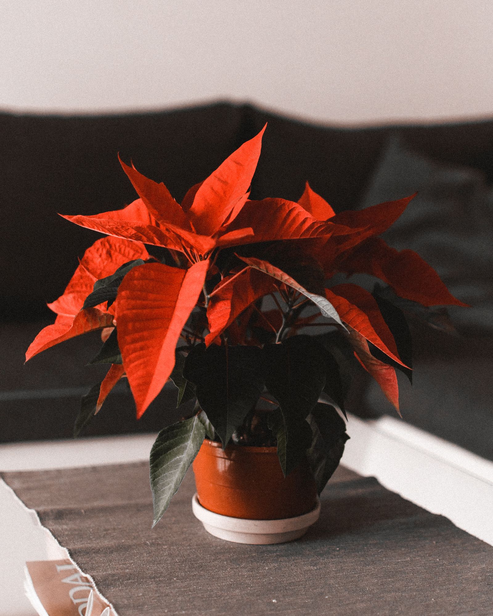 Flor de Pascua roja en maceta sobre una mesa