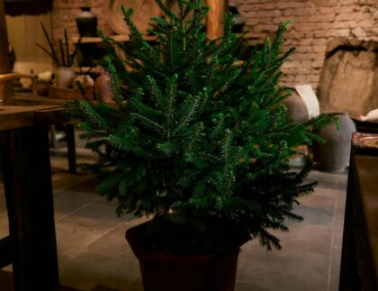 Abeto natural en maceta, listo para decorar en Navidad